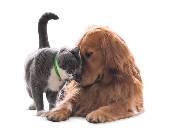 seguro particulares cães e gatos