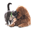 seguro particulares cães e gatos