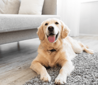 Cão deitado no tapete da sala