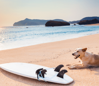 Cão na praia deitado ao lado de uma prancha de surf