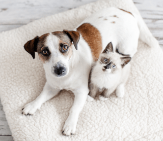cão e gato