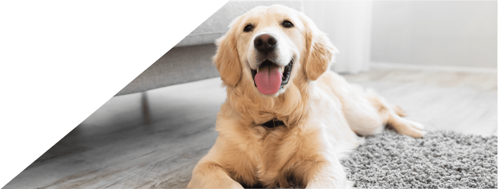 Cão deitado no tapete da sala