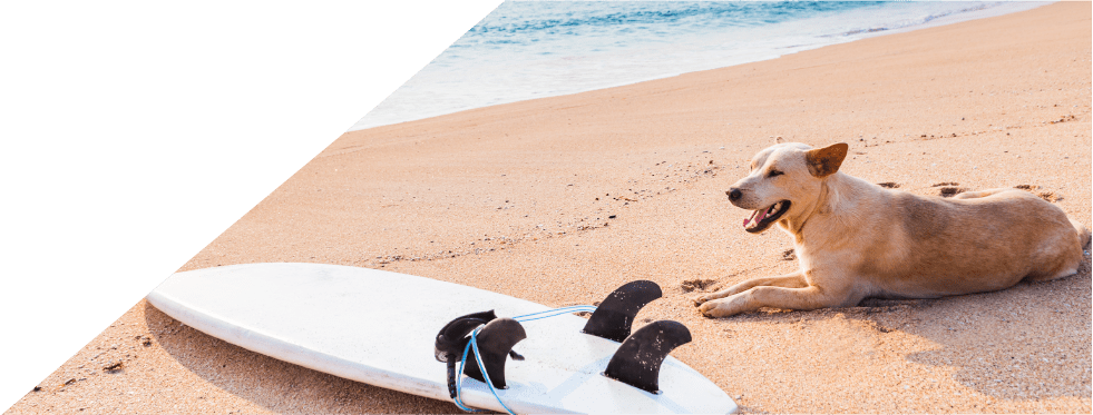Cão na praia deitado ao lado de uma prancha de surf