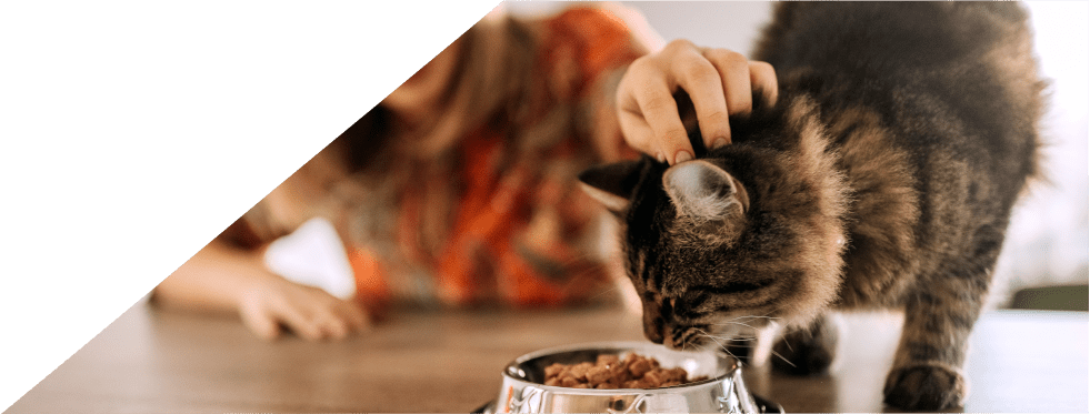 rapariga a dar de comer a gato