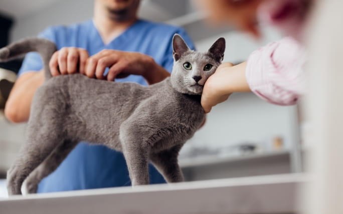 Um gato cinzento é examinado pelo veterinário, que procura carraças no seu pelo.