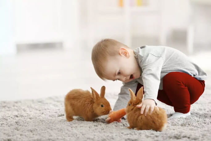 Uma criança pequena alimenta dois coelhos com uma cenoura. 