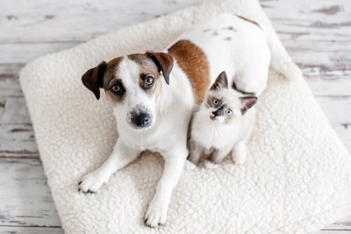 Cão e gato numa manta branca a olharem para a objetiva
