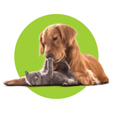 Cão castanho a brincar com gato cinzento.