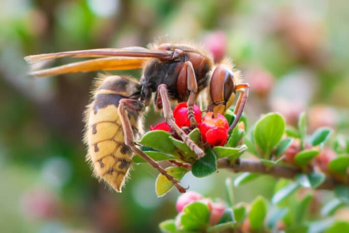 Vespa pousada sobre uma flor. Trate a picada de vespa, se for picado. 